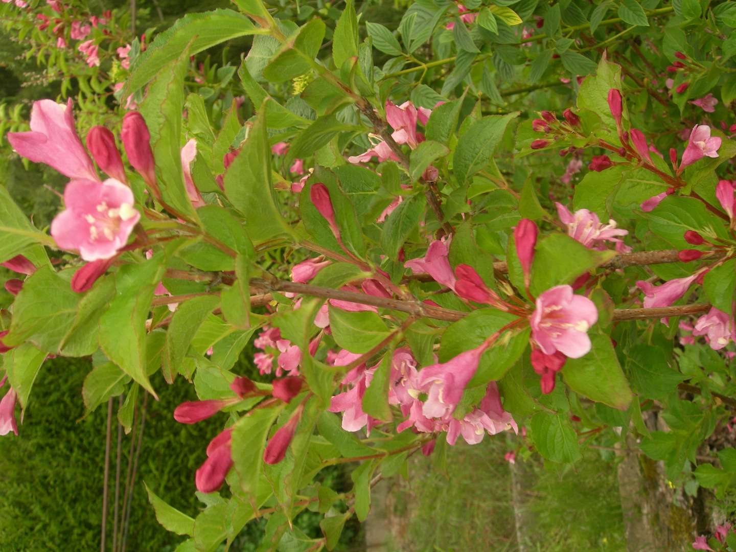 WEIGELIA ABEL CARRIERE